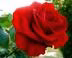 Profile picture for user भावश्या