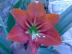 Profile picture for user मस्त कलंदर